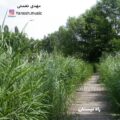 دانلود آهنگ جدید مهدی نعمتی راه نیستان